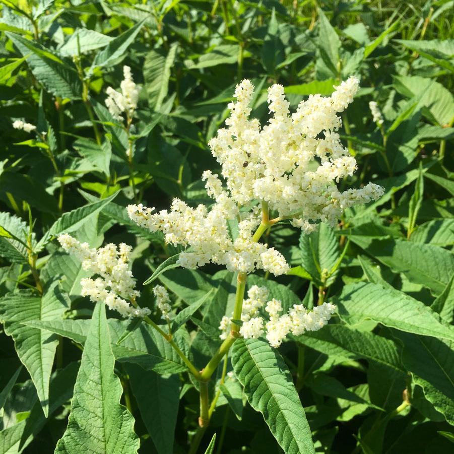 Persicaria polymorpha - White Fleeceflower from Babikow Wholesale Nursery