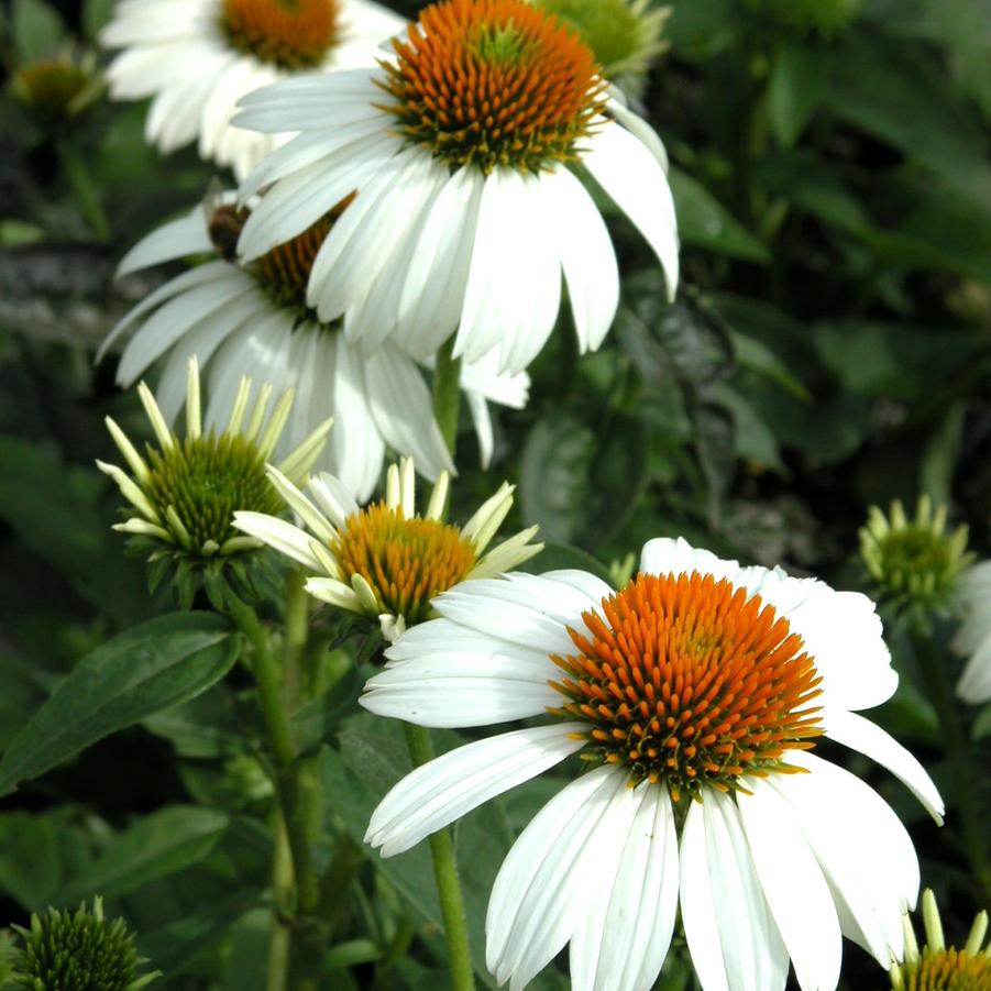 Echinacea 'Pow Wow White' - Coneflower from Babikow Wholesale Nursery