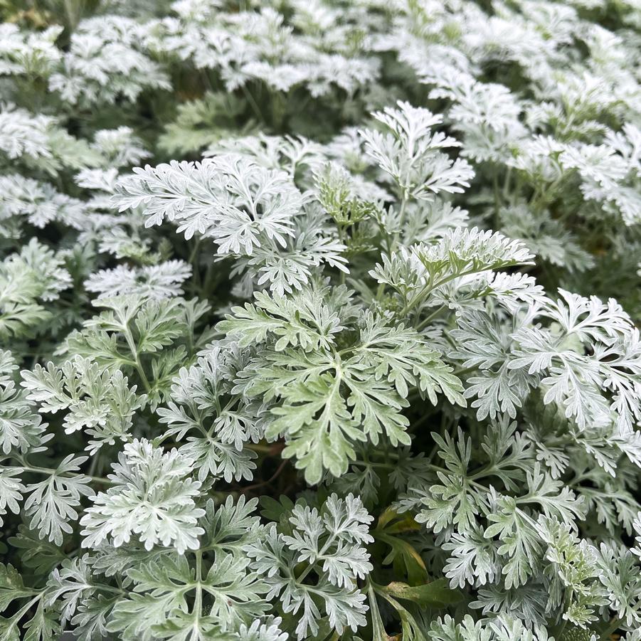 Artemisia 'Powis Castle' - Wormwood from Babikow Wholesale Nursery