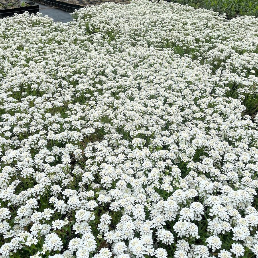 Iberis sem. 'Purity' - Hardy Candytuft from Babikow Wholesale Nursery