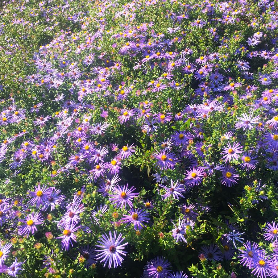 Aster obl. 'Raydon's Favorite' - Aromatic Aster from Babikow Wholesale Nursery