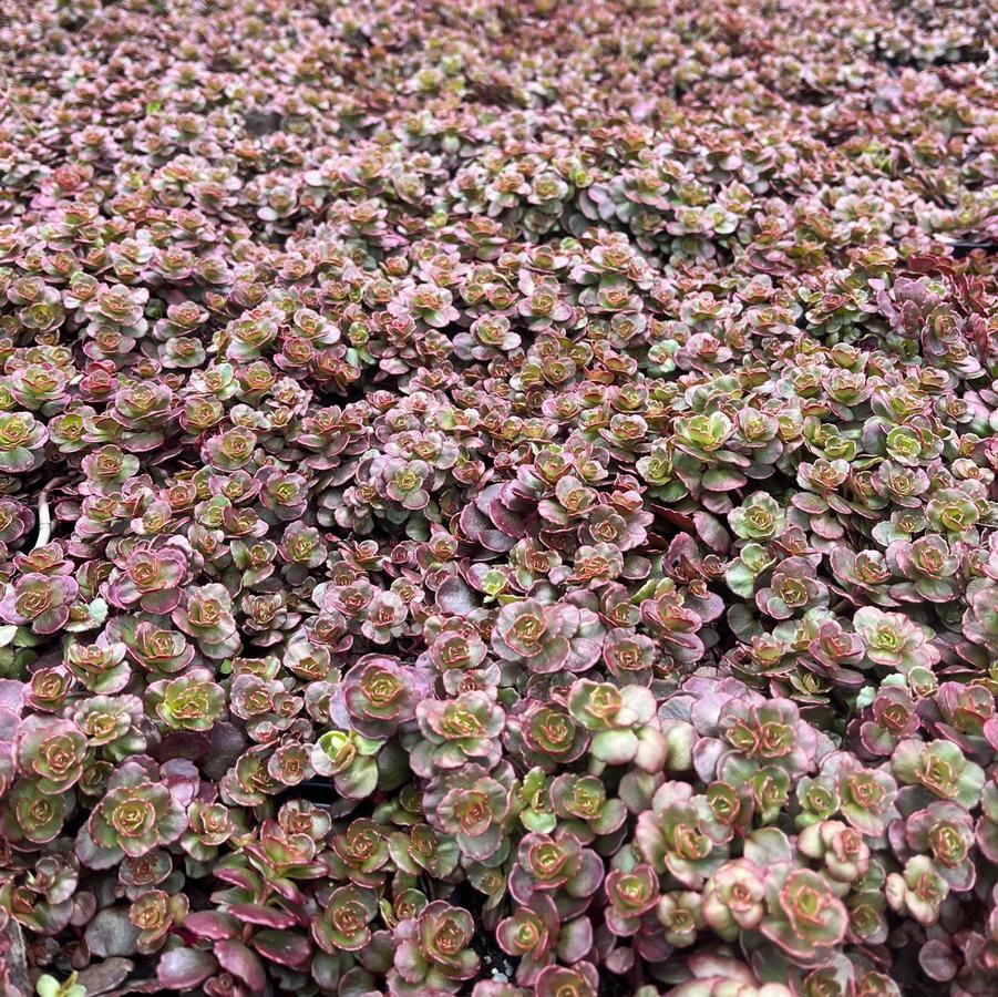 Sedum spu. 'Red Carpet' - Stonecrop from Babikow Wholesale Nursery