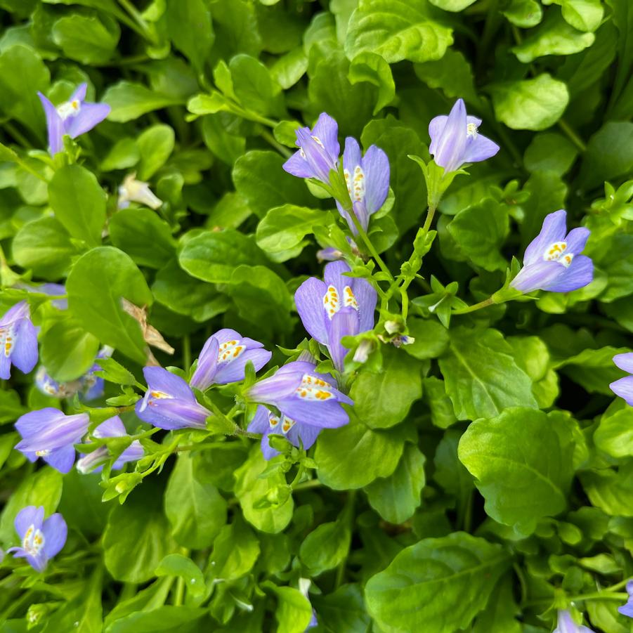 Mazus reptans - Creeping mazus from Babikow Wholesale Nursery