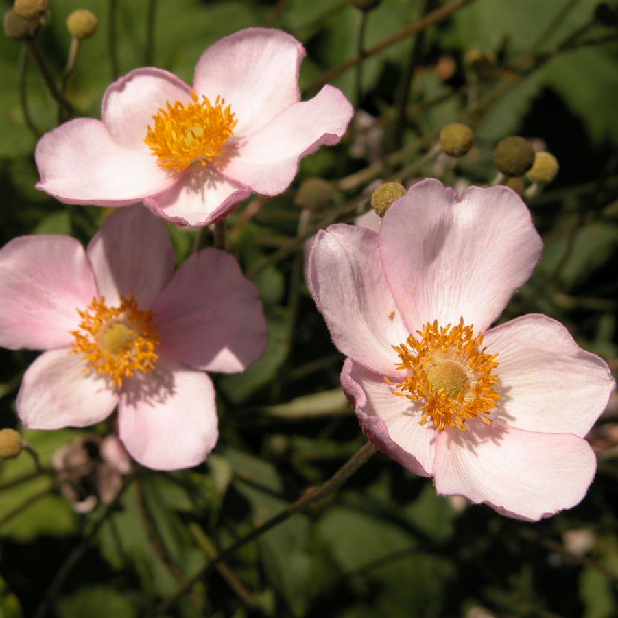 Anemone 'Robustissima' - Windflower from Babikow Wholesale Nursery