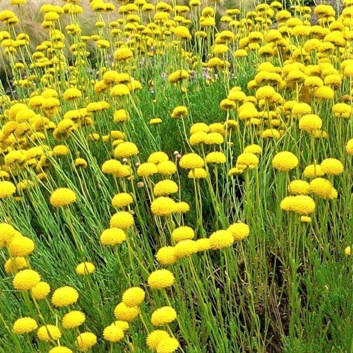 Santolina rosemarinifolia - Green Lavender Cotton from Babikow Wholesale Nursery