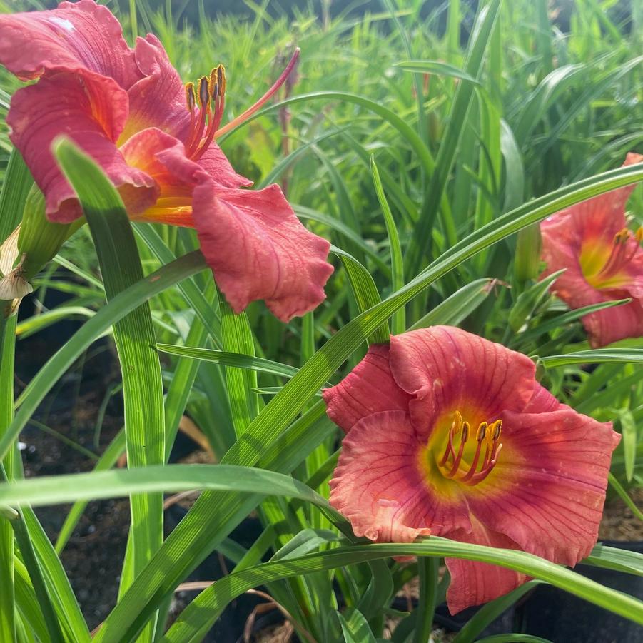 Hemerocallis 'Rosy Returns' - Daylily from Babikow Wholesale Nursery