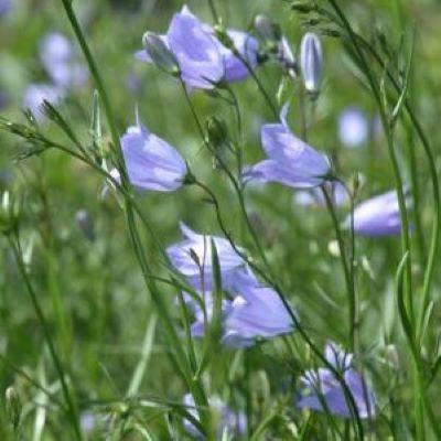 Campanula rotundifolia 