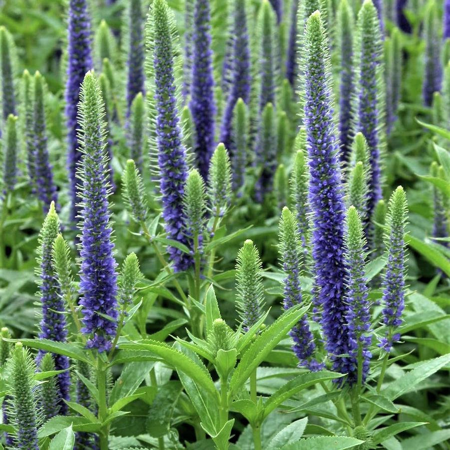 Veronica spi. 'Royal Candles' - Speedwell from Babikow Wholesale Nursery
