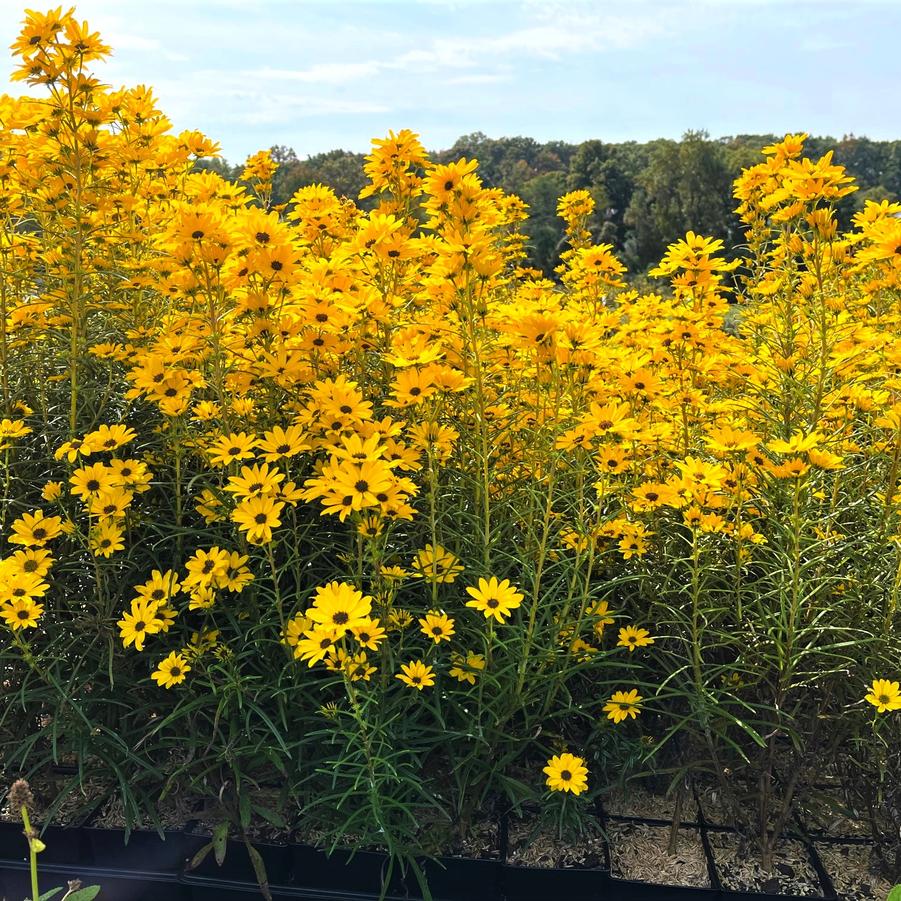 Helianthus sal. 'First Light' - Willowleaf Sunflower from Babikow Wholesale Nursery