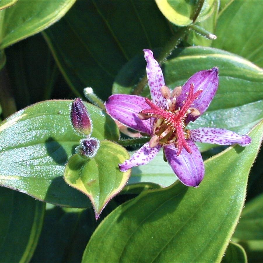 Tricyrtis hir. 'Samurai' - Toad Lily from Babikow Wholesale Nursery