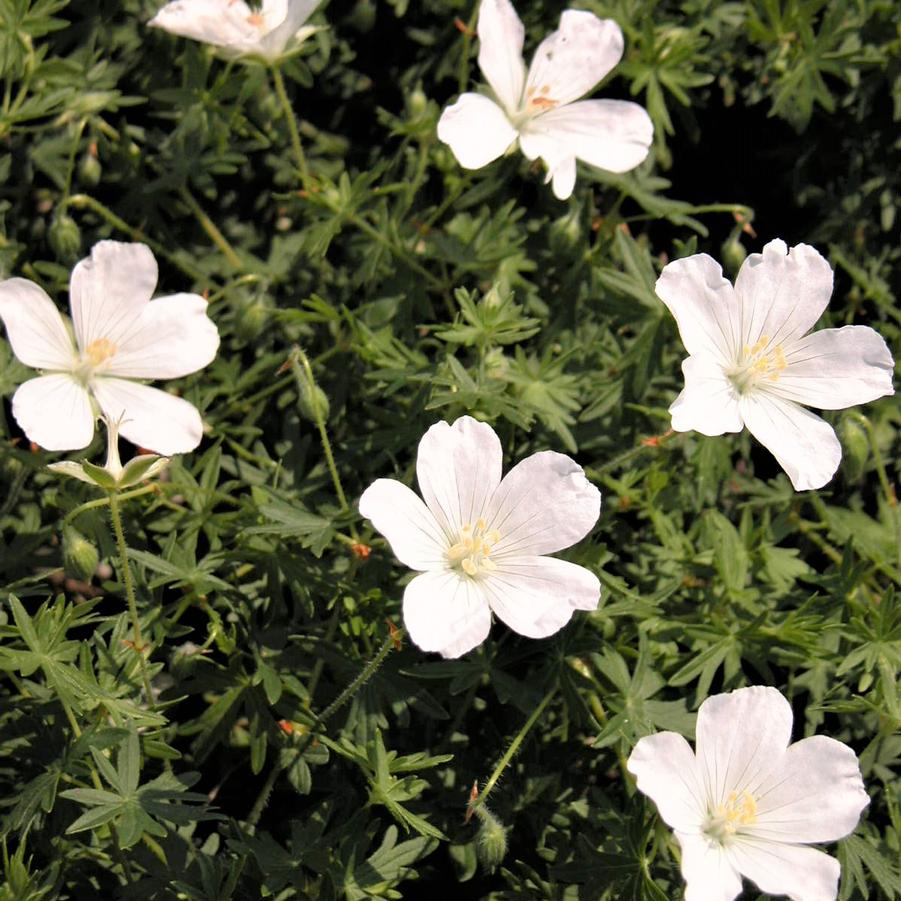 Geranium san. 'Album' - Bloody Crane's Bill from Babikow Wholesale Nursery