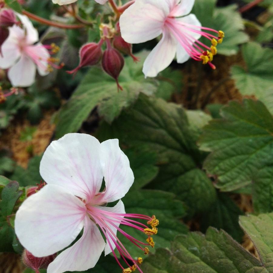 Geranium can. 'Biokovo' - Crane's Bill from Babikow Wholesale Nursery