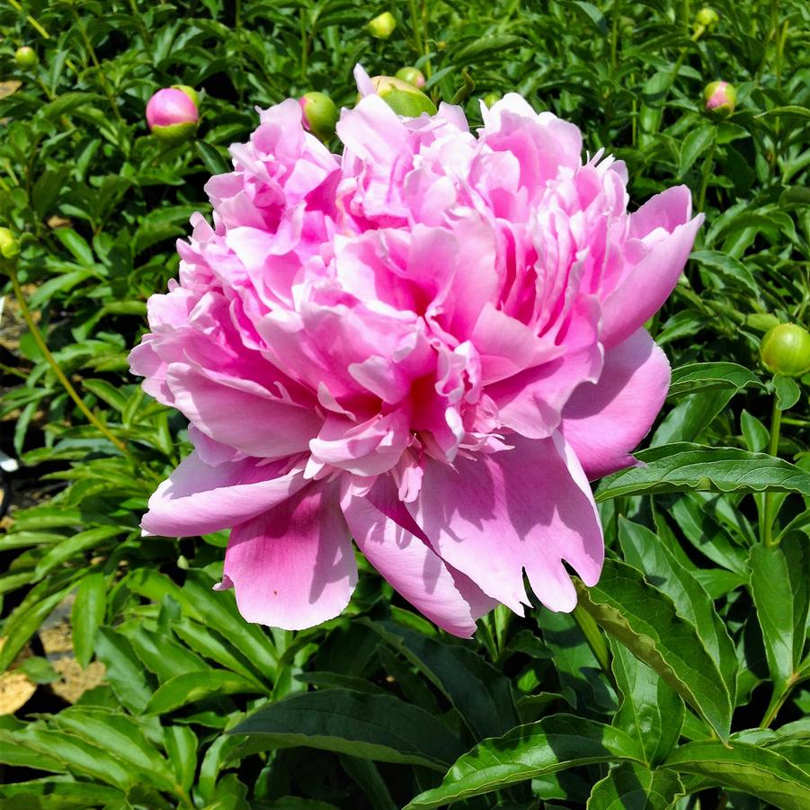 Paeonia 'Sarah Bernhardt' - Peony from Babikow Wholesale Nursery