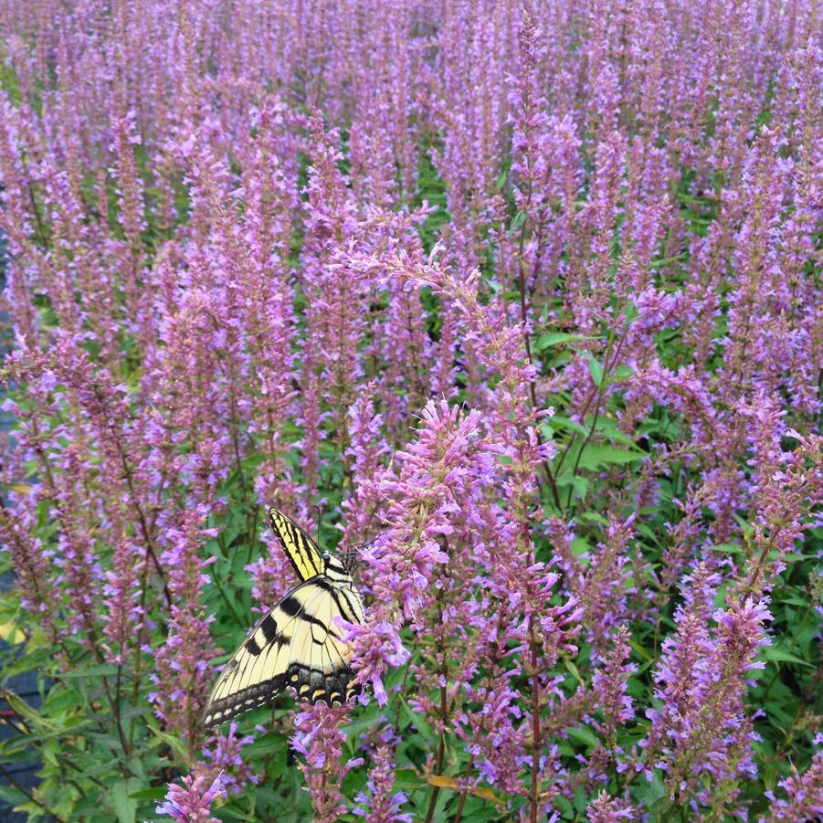 Agastache 'Black Adder' - Hyssop from Babikow Wholesale Nursery