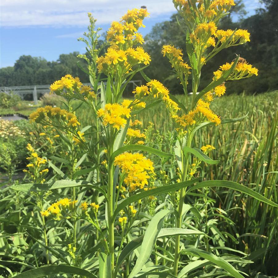 Solidago sempervirens - Seaside Goldenrod from Babikow Wholesale Nursery