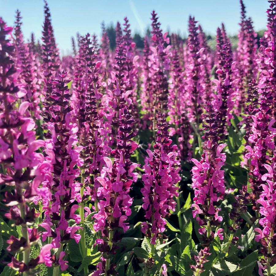 Salvia 'nem. Sensation Rose ®' - Meadow Sage from Babikow Wholesale Nursery