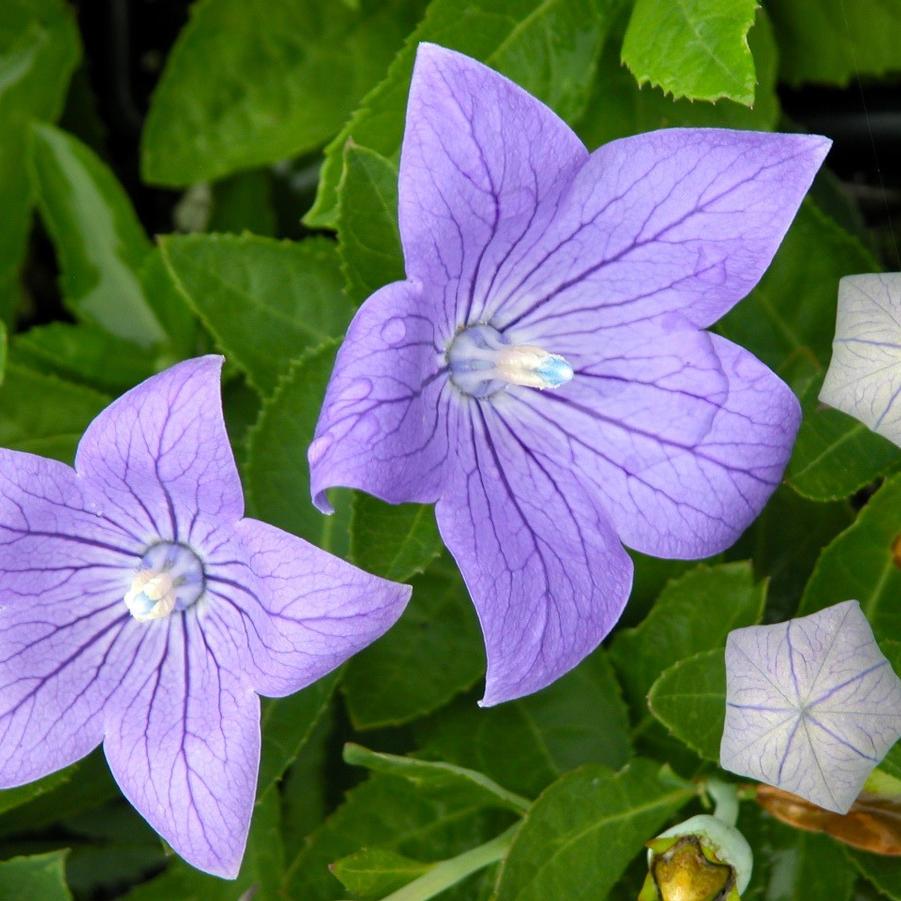 Platycodon 'Sentimental Blue' - Balloon Flower from Babikow Wholesale Nursery