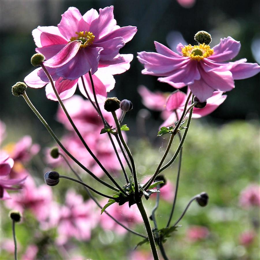 Anemone 'Serenade' - Windflower from Babikow Wholesale Nursery