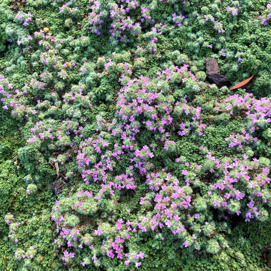 Thymus ser. 'Minus' - Creeping Thyme from Babikow Wholesale Nursery