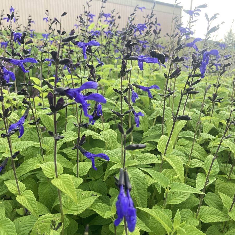 Salvia gua. 'Black and Blue' - Brazillian Blue Sage from Babikow Wholesale Nursery