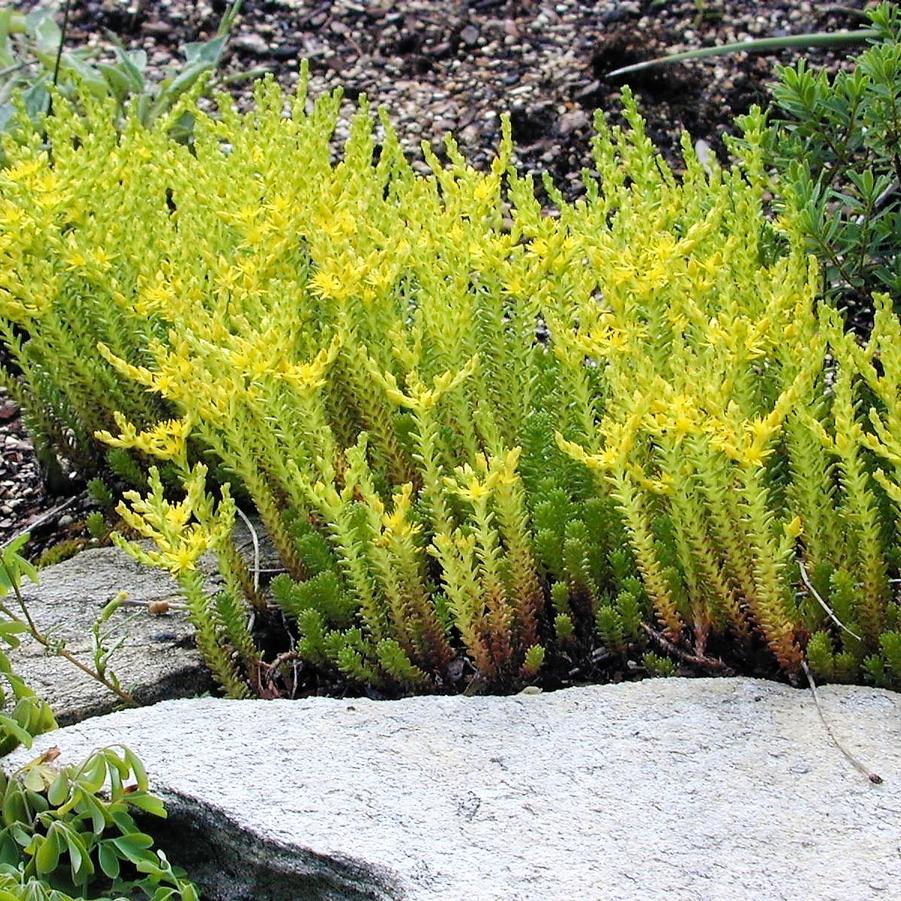 Sedum sexangulare - Watch Chain Stonecrop from Babikow Wholesale Nursery