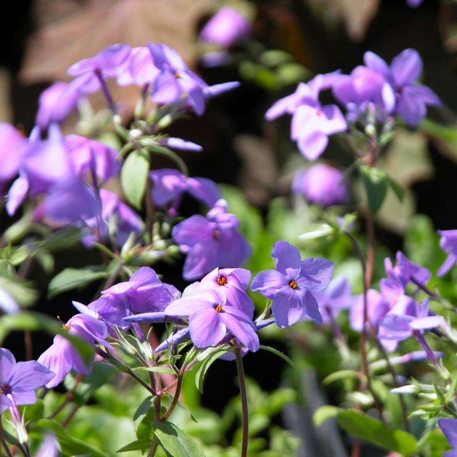 Phlox sto. 'Sherwood Purple' - Creeping Phlox from Babikow Wholesale Nursery