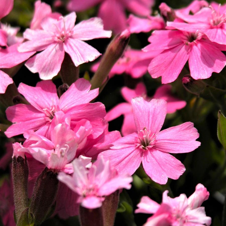 Silene car. 'Short & Sweet' - Fire Pink from Babikow Wholesale Nursery