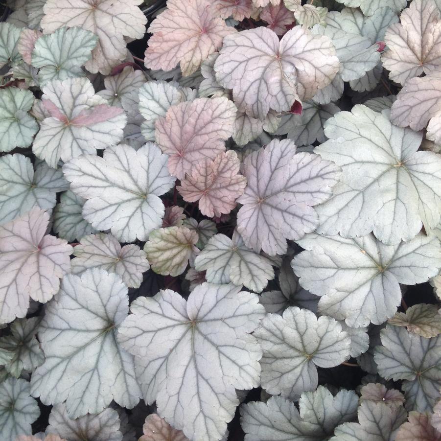 Heuchera x 'Silver Scrolls' - Coral bells from Babikow Wholesale Nursery