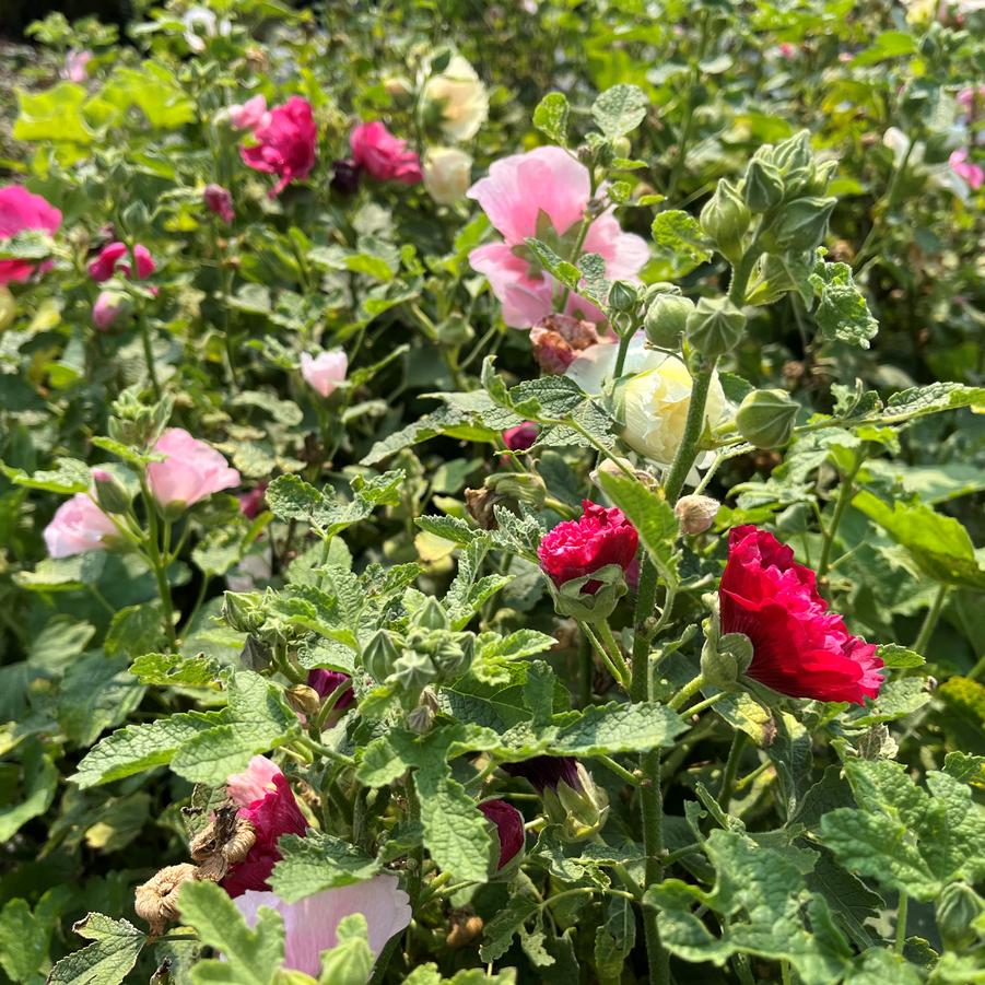 Alcea 'Simplex' - Hollyhock from Babikow Wholesale Nursery