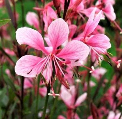 Gaura Siskiyou Pink