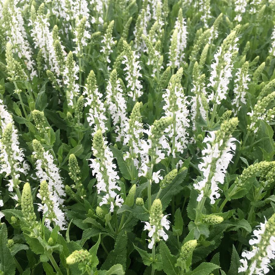 Salvia nem. 'Snow Hill' - Meadow Sage from Babikow Wholesale Nursery