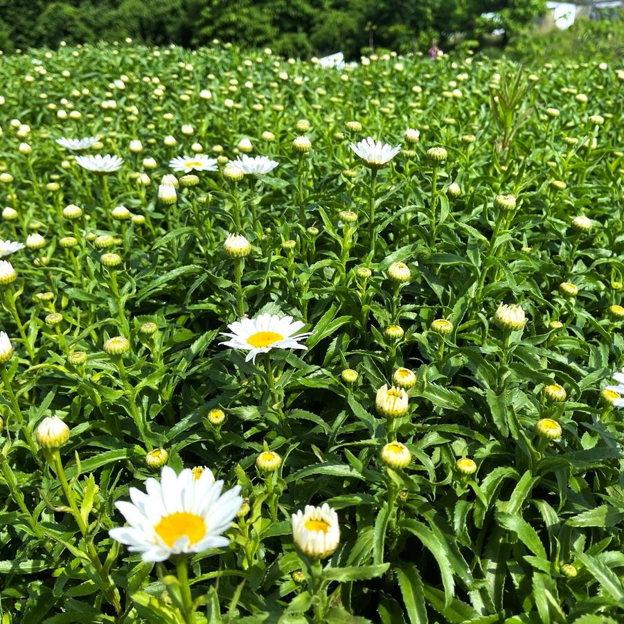 Leucanthemum sup. 'Snow Lady' - Shasta Daisy from Babikow Wholesale Nursery