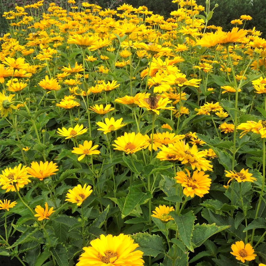 Heliopsis hel. 'Sommersonne' - False Sunflower from Babikow Wholesale Nursery