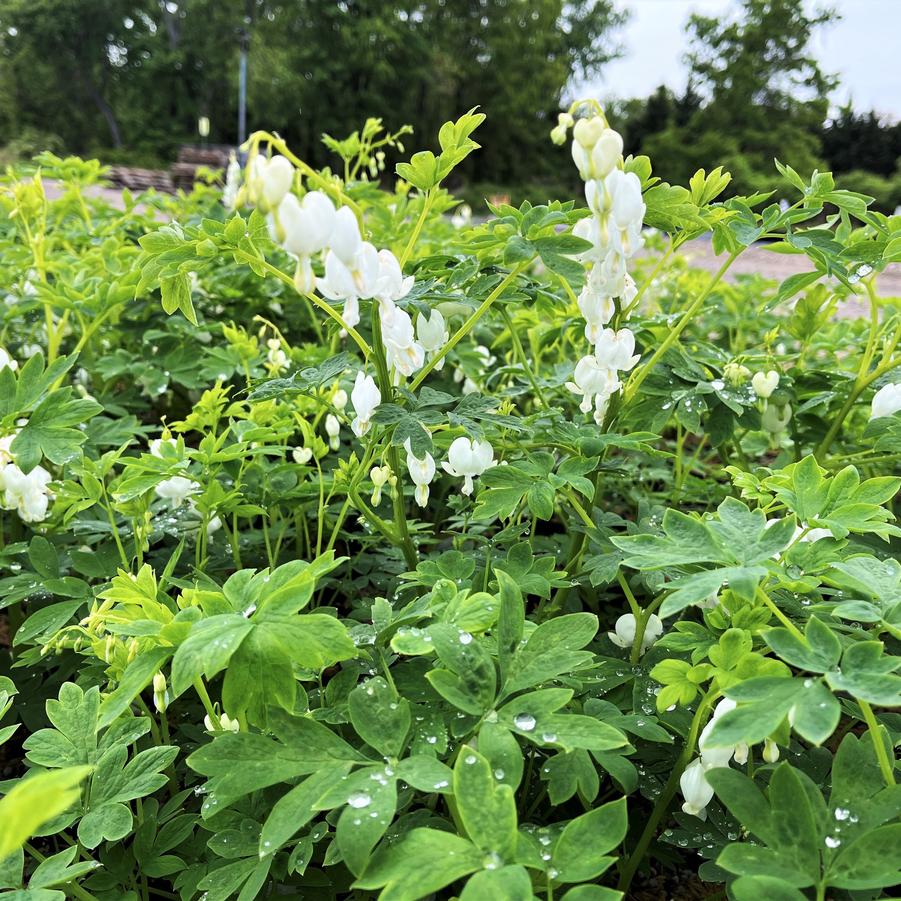 Dicentra spec. 'Alba' - Bleeding Heart from Babikow Wholesale Nursery