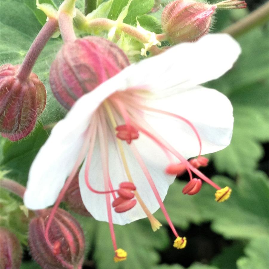 Geranium macr. 'Spessart' - Bigroot Geranium from Babikow Wholesale Nursery