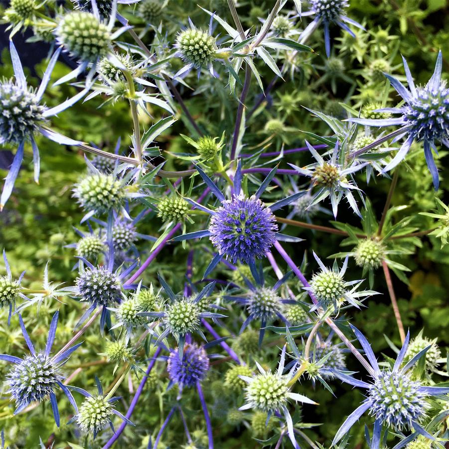 Eryngium 'Blue Cap' - Sea Holly from Babikow Wholesale Nursery