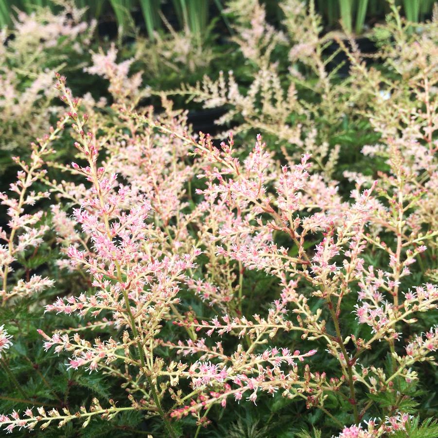 Astilbe sim. 'Sprite' - False Spirea from Babikow Wholesale Nursery