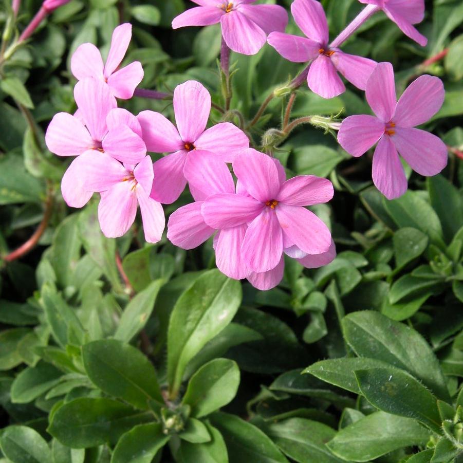 Phlox stolonifera - Creeping Phlox from Babikow Wholesale Nursery