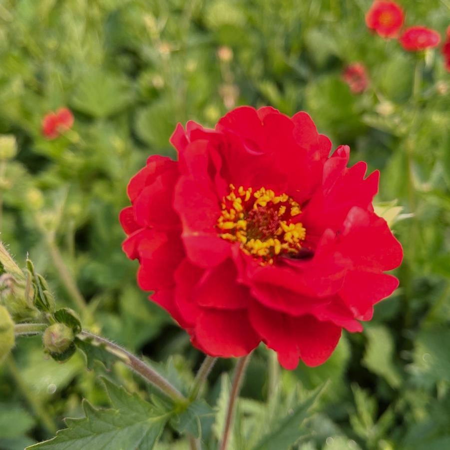 Geum 'Blazing Sunset' - Avens from Babikow Wholesale Nursery