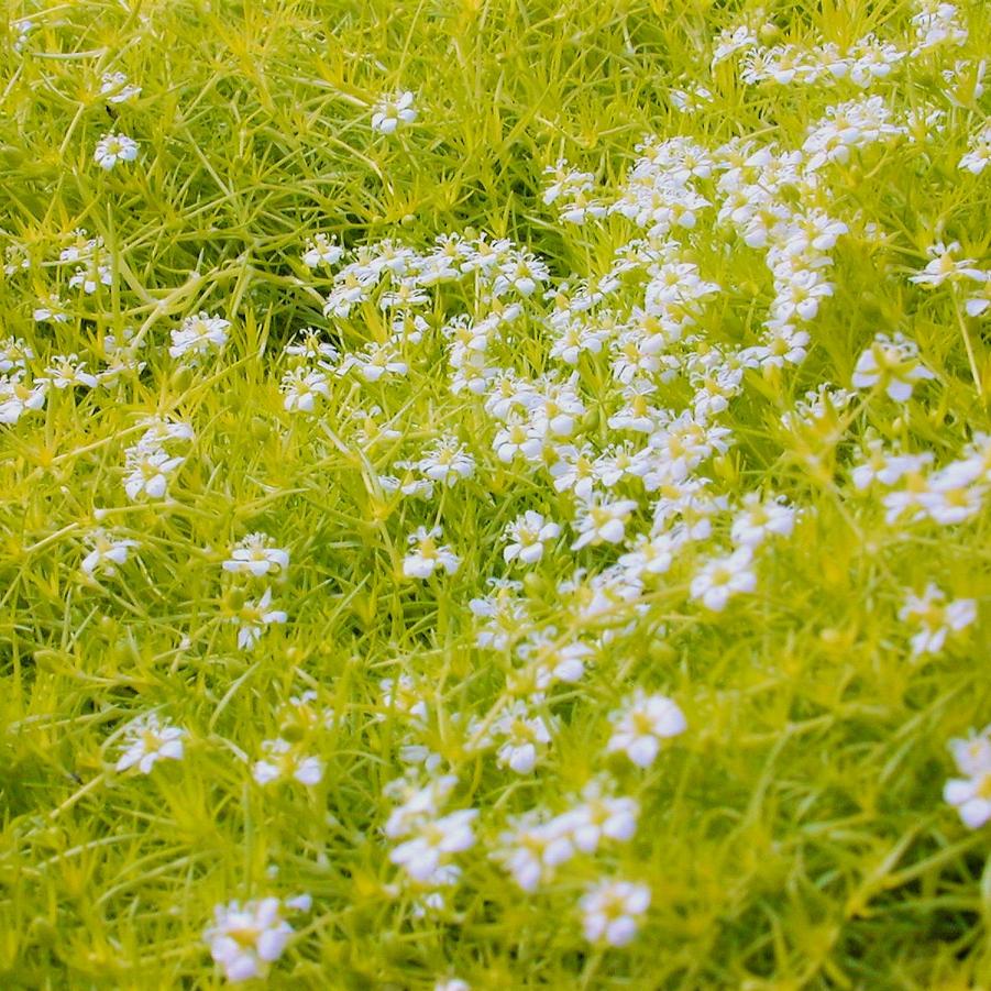 Sagina sub. 'Aurea' - Pearlwort from Babikow Wholesale Nursery