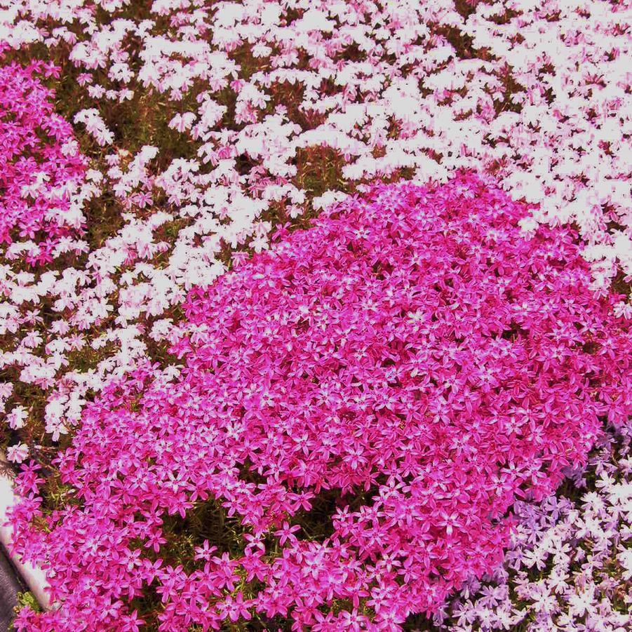 Phlox sub. 'Emerald Pink' - Moss Phlox from Babikow Wholesale Nursery