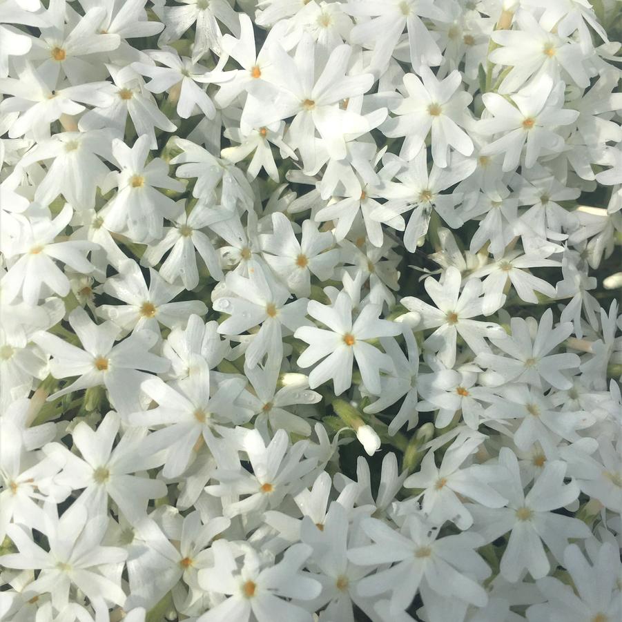 Phlox sub. 'Snowflake' - Moss Phlox from Babikow Wholesale Nursery