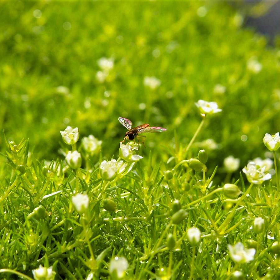 Sagina subulata - Pearlwort from Babikow Wholesale Nursery