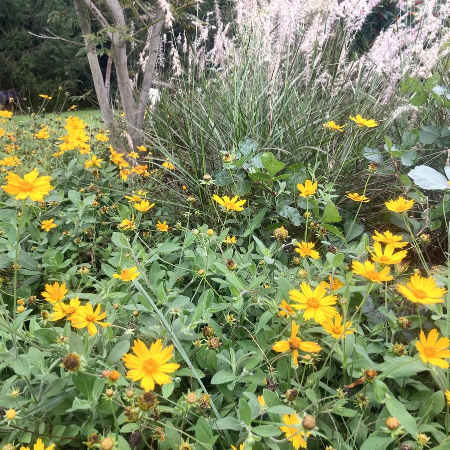 Coreopsis 'Sunshine Superman' - Tickseed from Babikow Wholesale Nursery