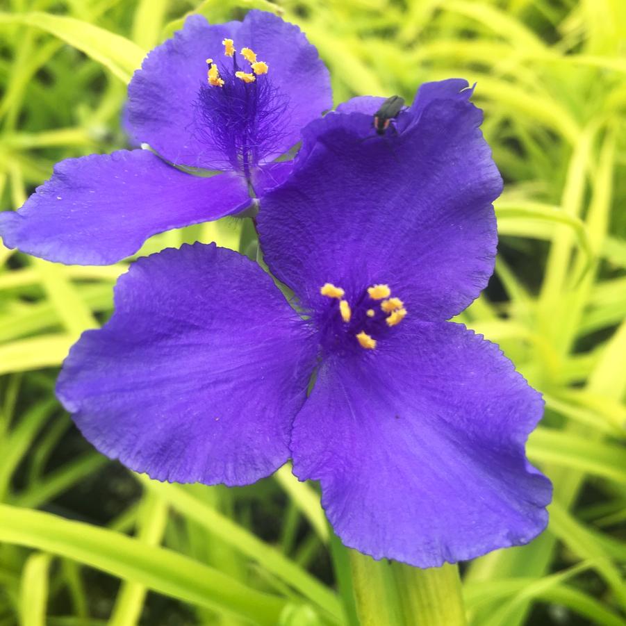 Tradescantia 'Sweet Kate' - Spiderwort from Babikow Wholesale Nursery