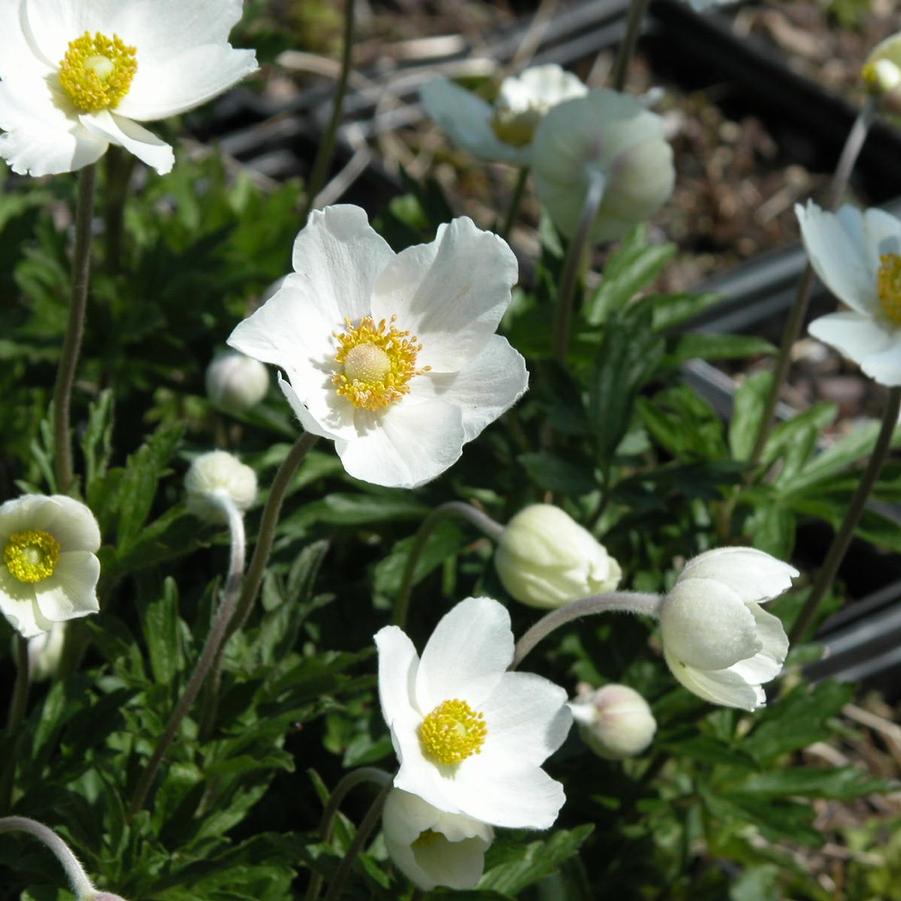 Anemone sylvestris - Snowdrop Windflower from Babikow Wholesale Nursery