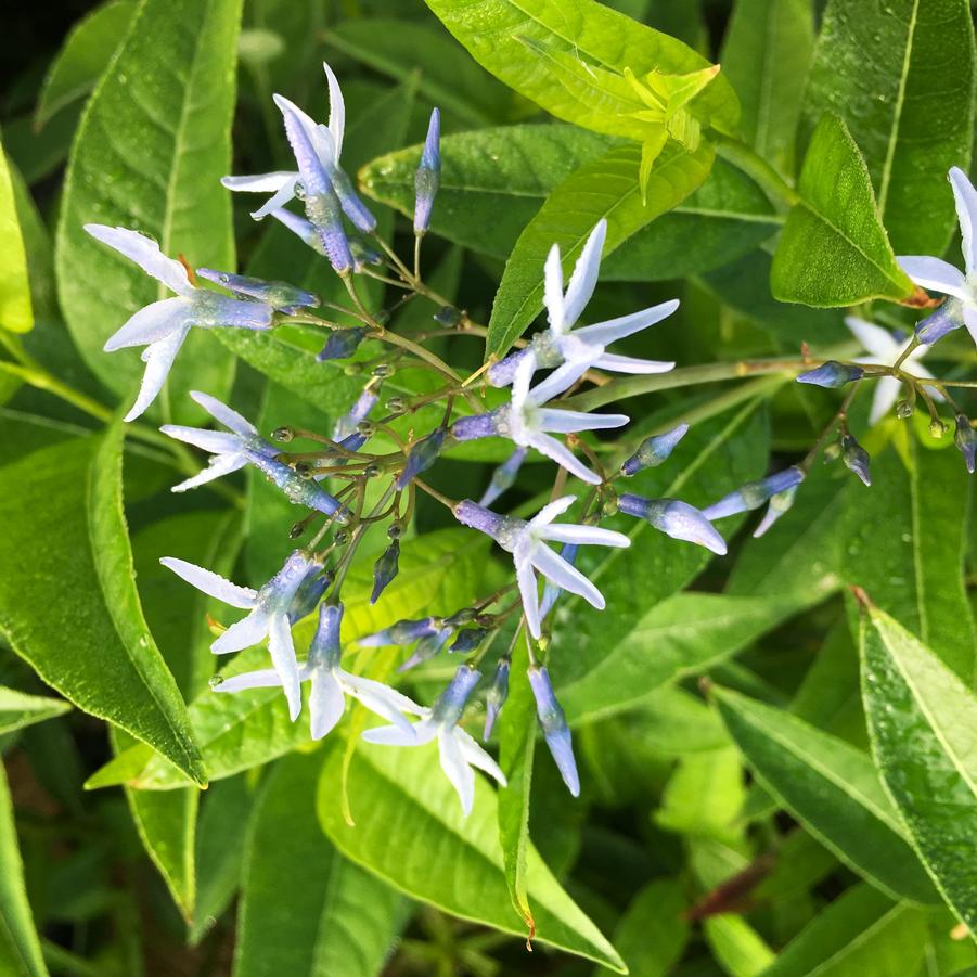 Amsonia tabernaemontana - Bluestar from Babikow Wholesale Nursery