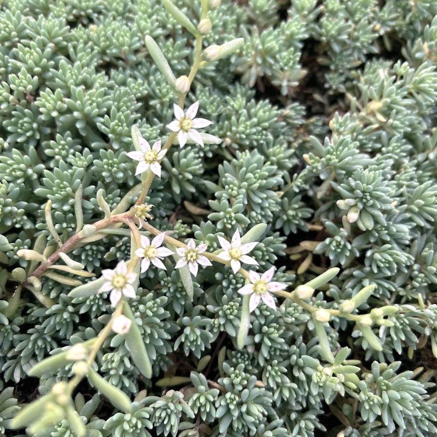 Sedum 'Blue Carpet' - Stonecrop from Babikow Wholesale Nursery