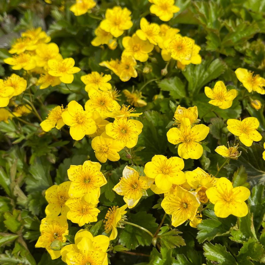 Waldsteinia ternata - Barren Strawberry from Babikow Wholesale Nursery