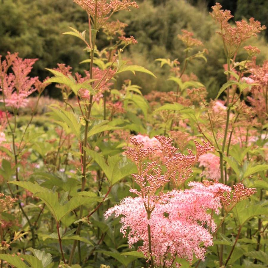 Filipendula pur. 'Venusta Magnifica' - Queen of the prairie from Babikow Wholesale Nursery